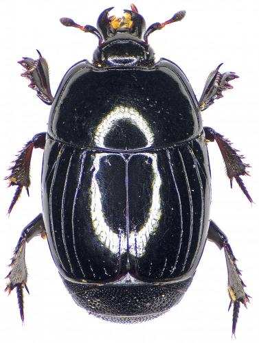 Réf. 206 413 : Margarinotus obscurus